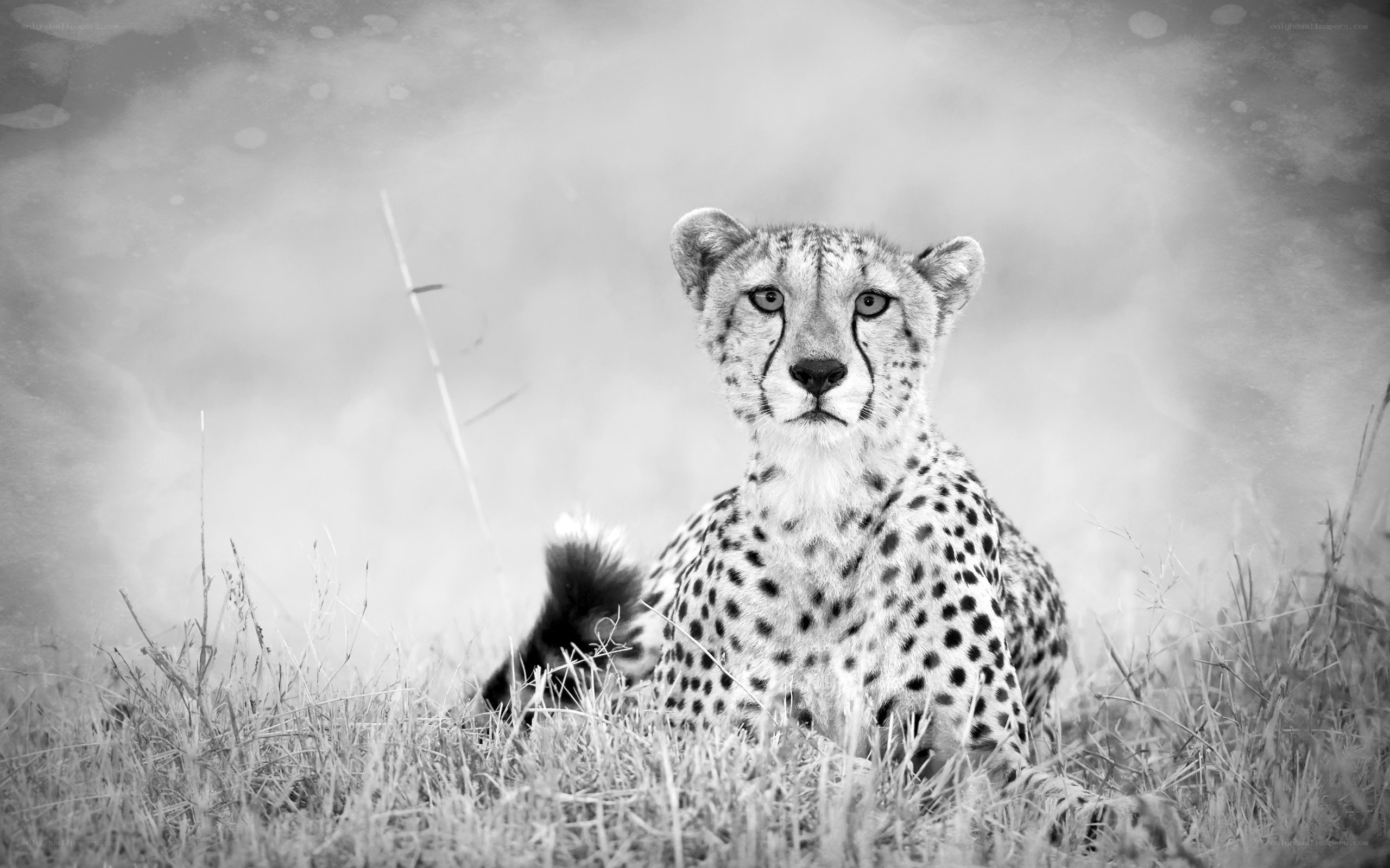 Cheetah in the grass