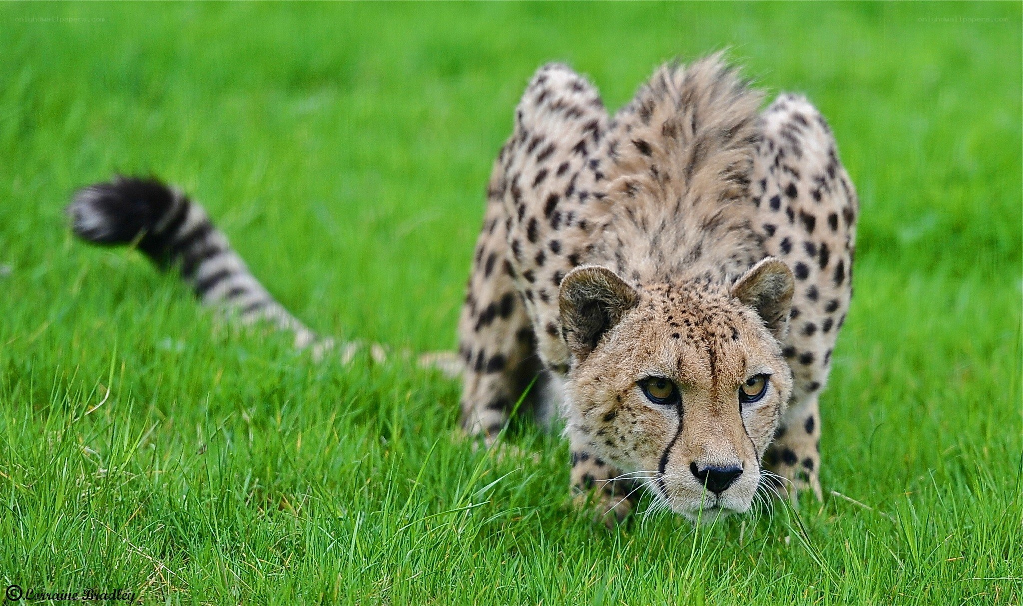 Cheetah in the grass