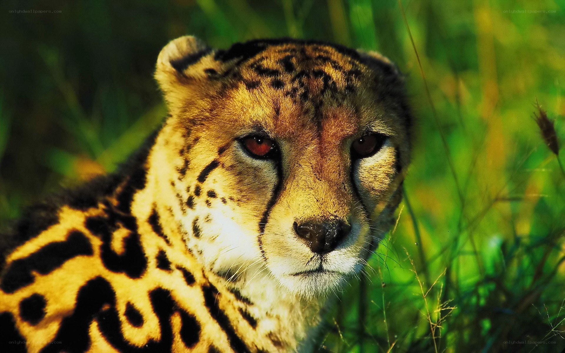 Cheetah in the grass