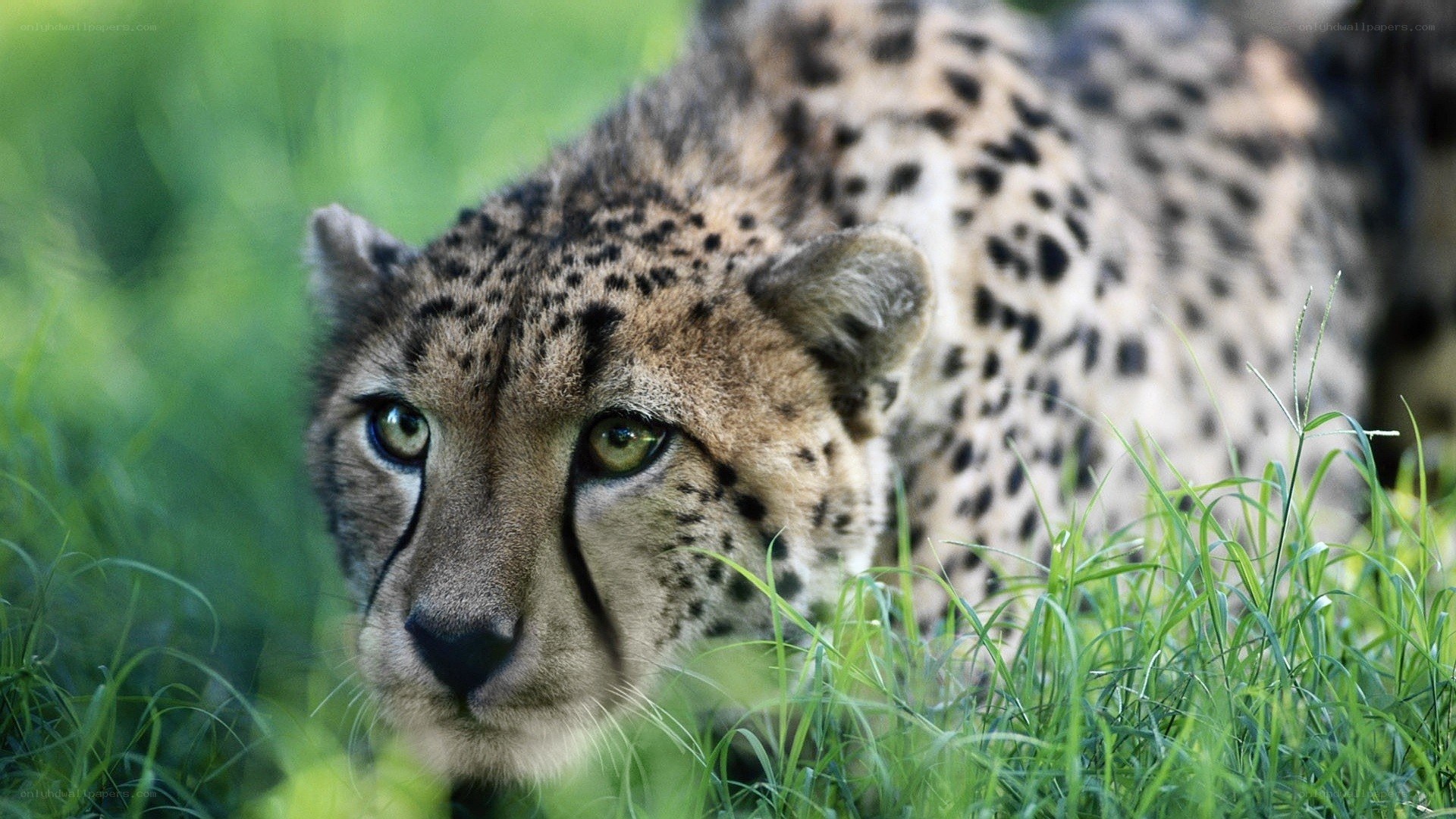 Cheetah in the grass