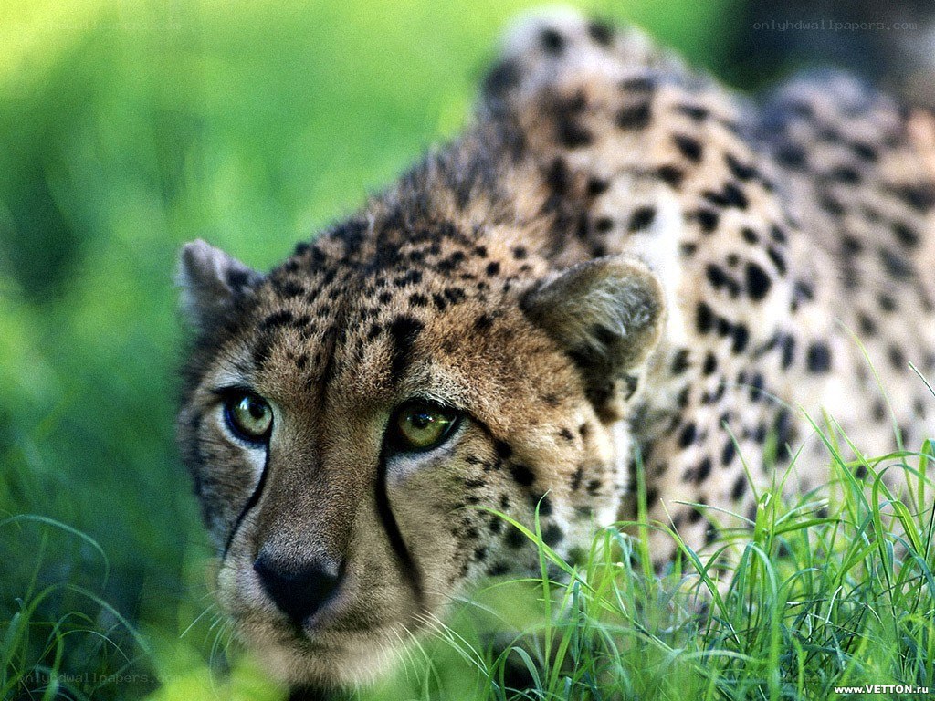 Cheetah in the grass