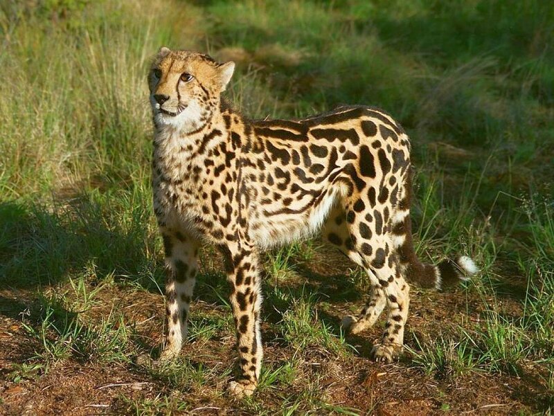 Cheetah in the grass