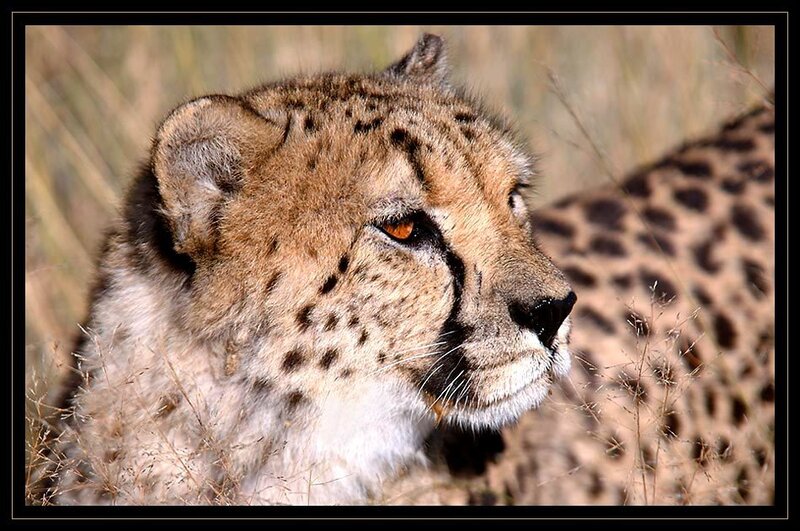 Cheetah in the grass