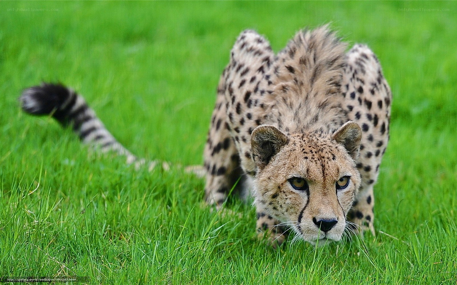 Cheetah in the grass