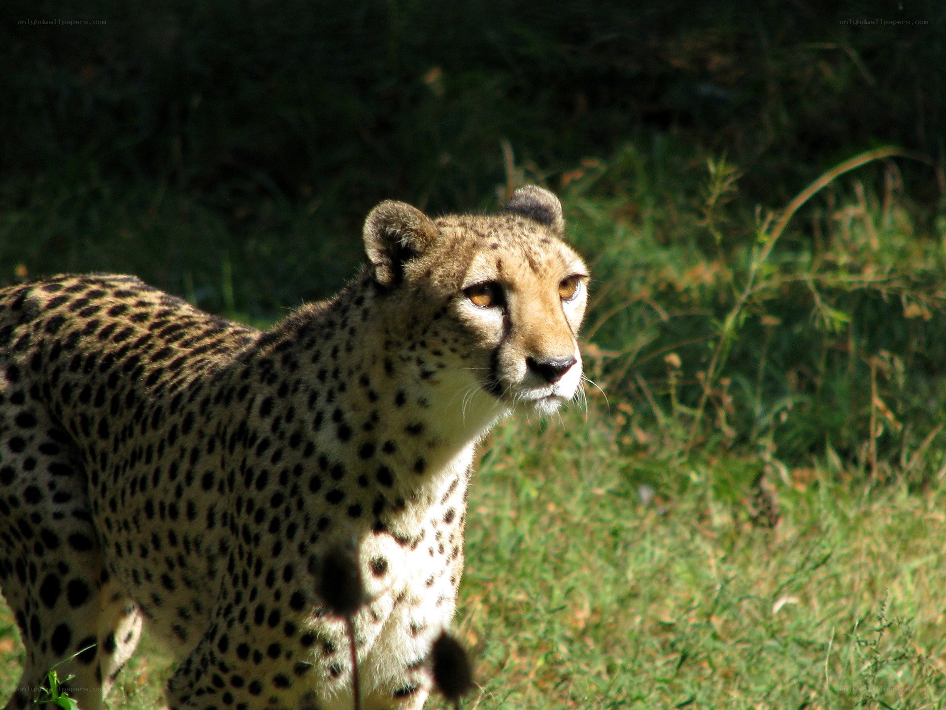Cheetah in the grass