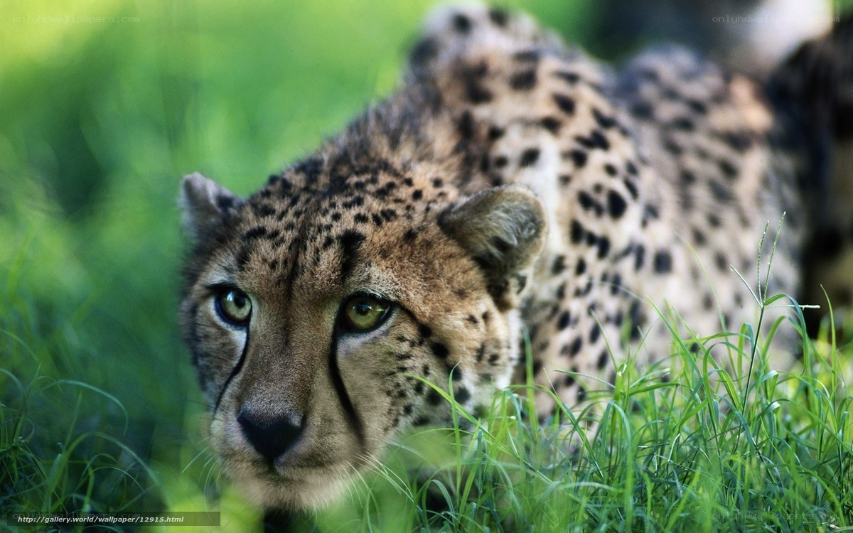 Cheetah in the grass