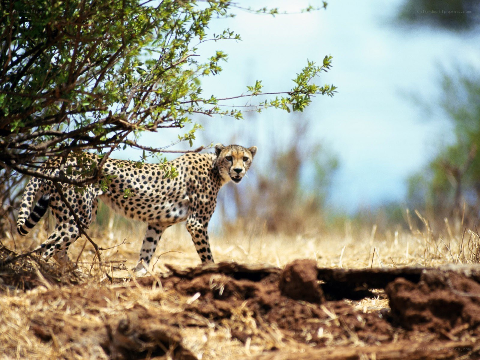 Cheetah in the savanna