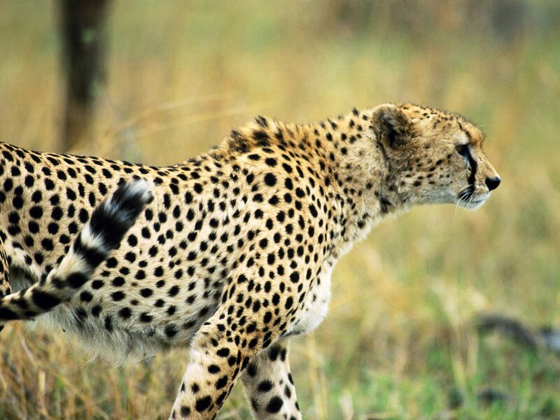 Cheetah in the savanna