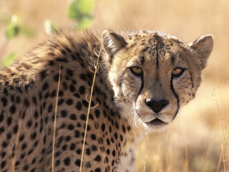 Cheetah in the savanna