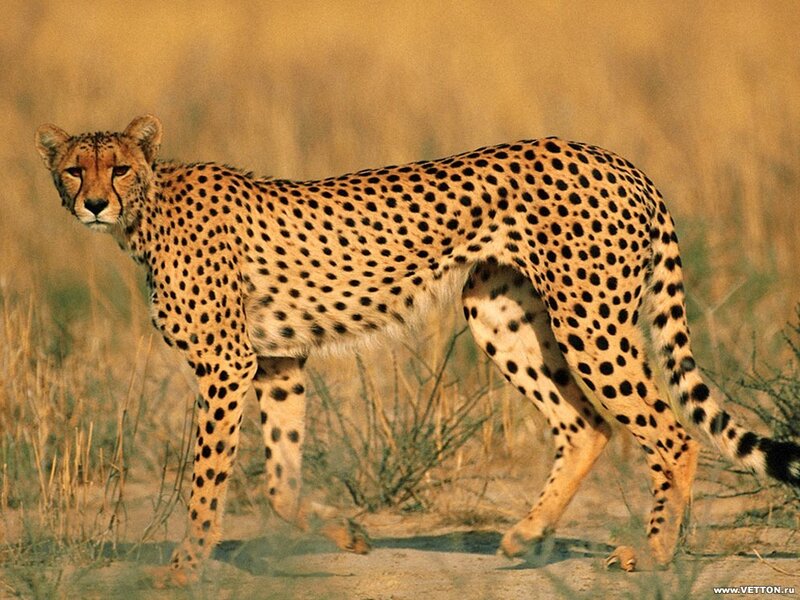 Cheetah in the savanna