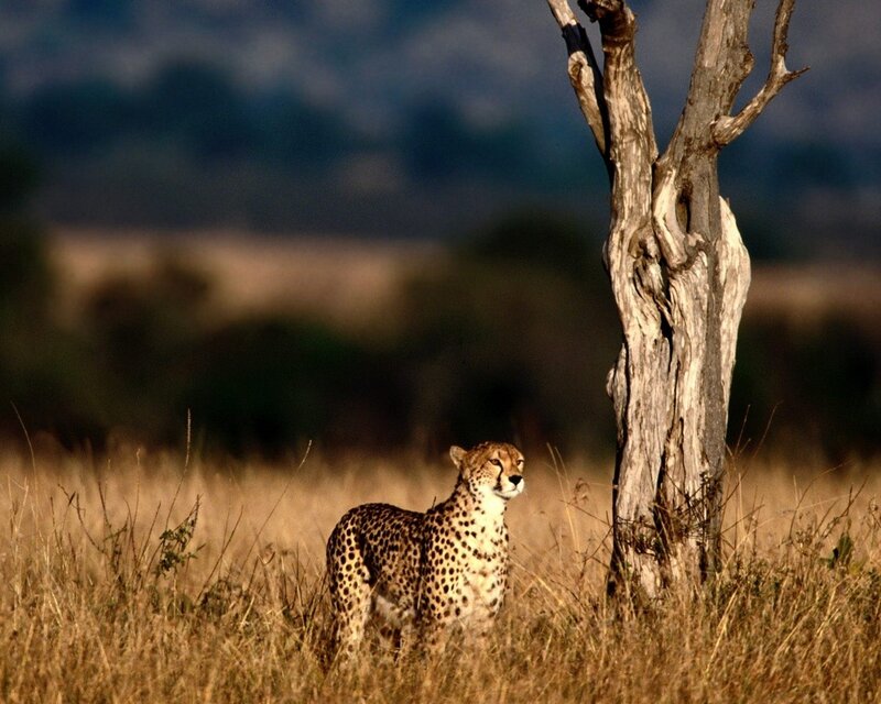 Cheetah in the savanna