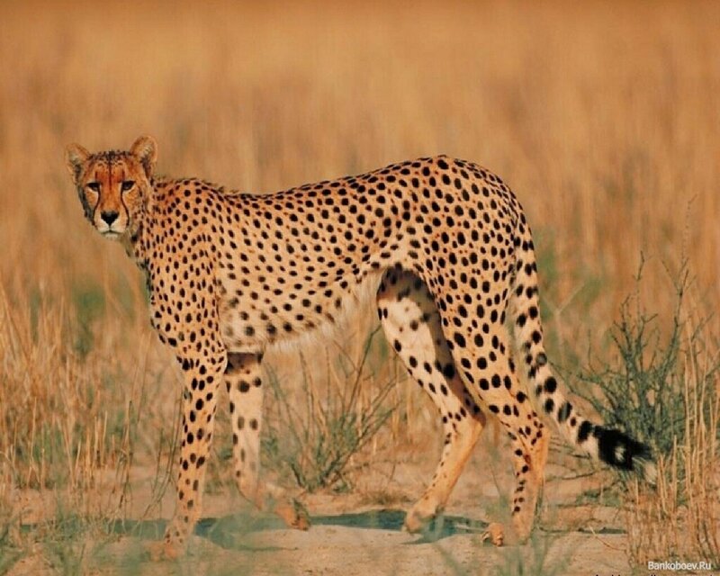 Cheetah in the savanna