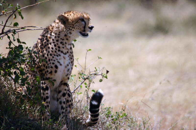 Cheetah in the savanna