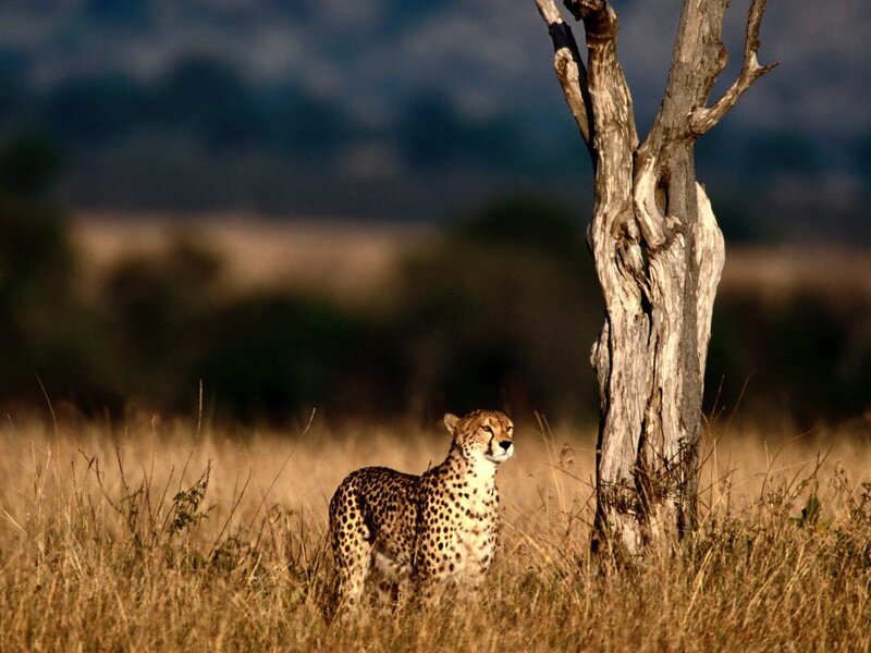 Cheetah in the savanna