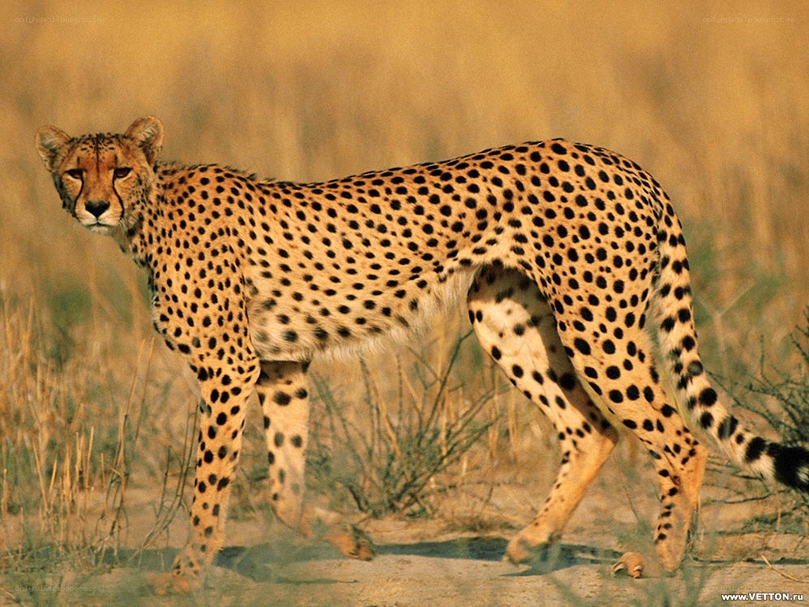 Cheetah in the savanna