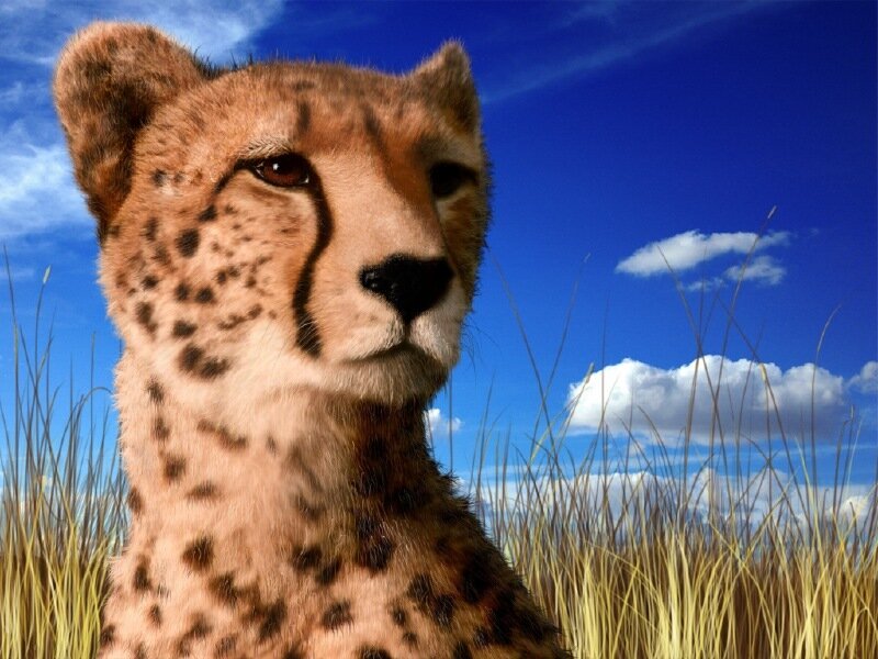 Cheetah in the savanna