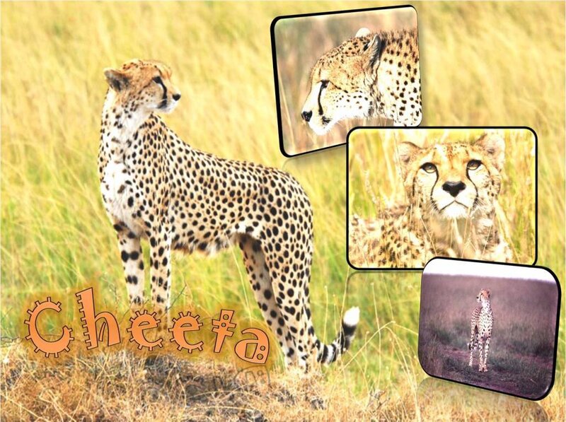 Cheetah in the savanna