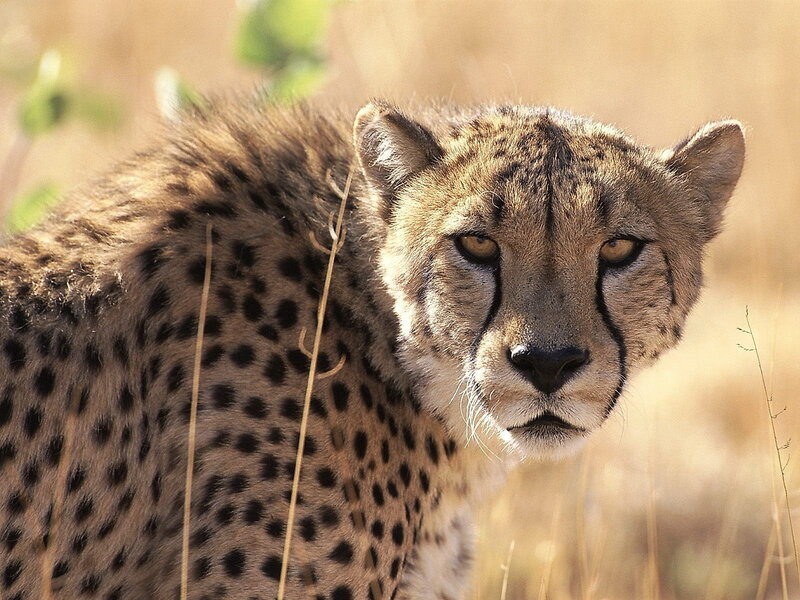 Cheetah in the savanna