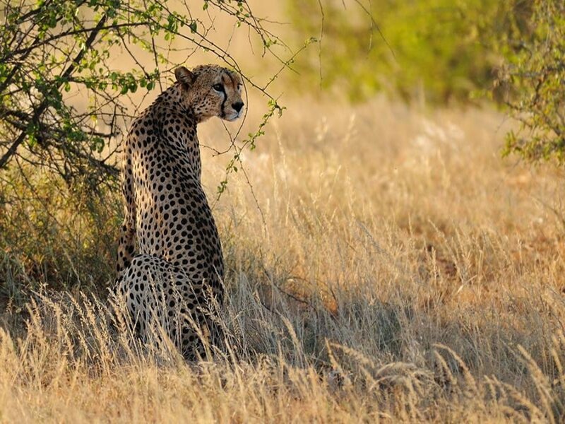 Cheetah in the savanna