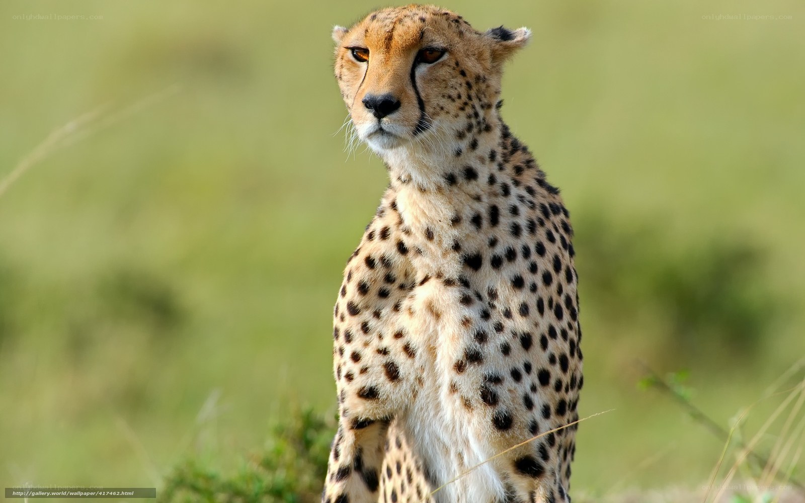 Cheetah in the savanna