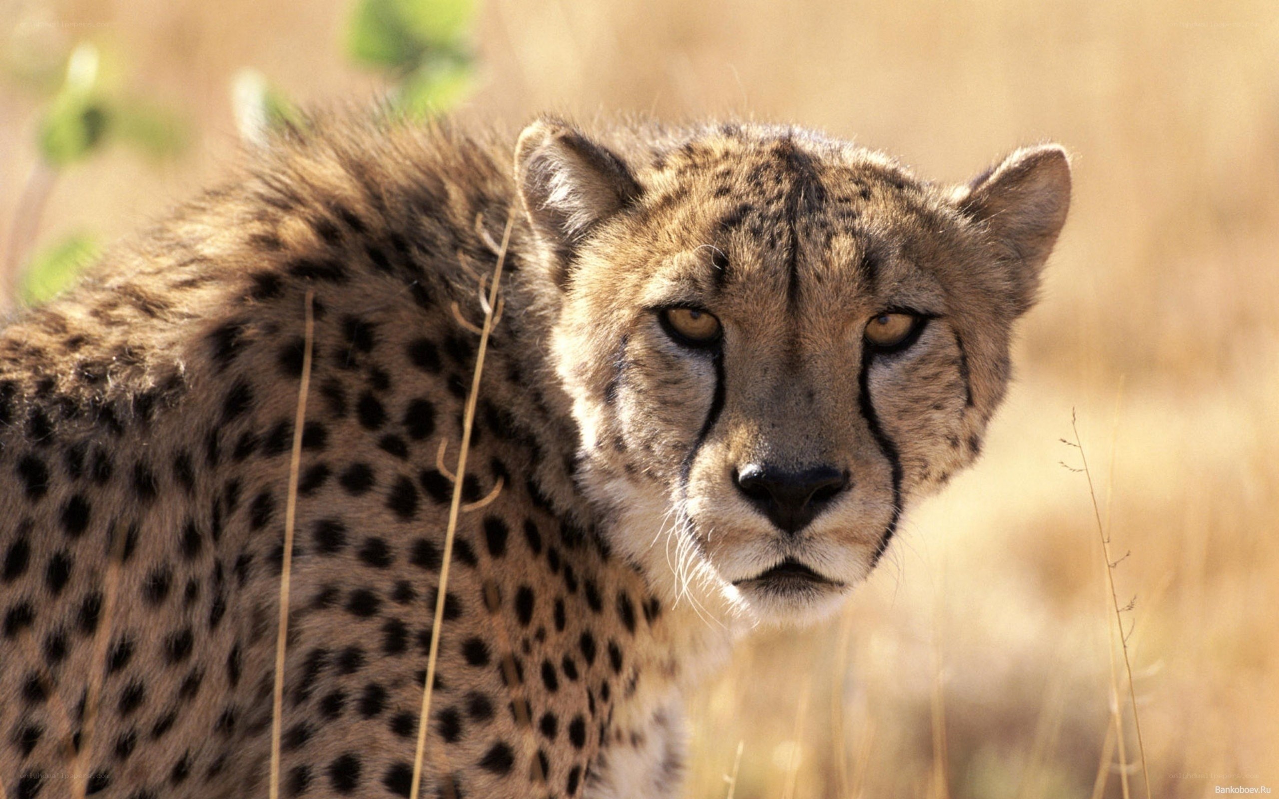 Cheetah in the savanna