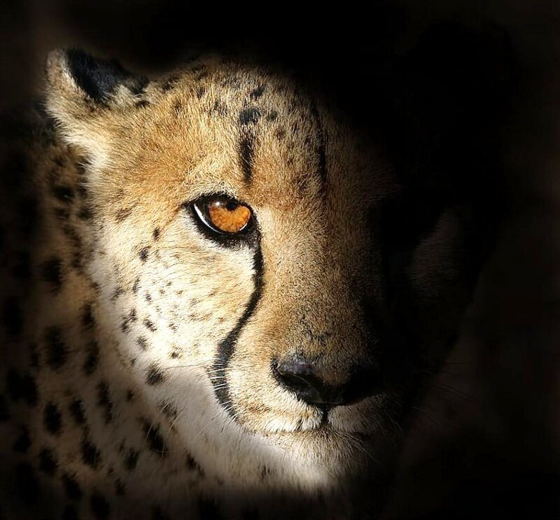 Cheetah in the shadows