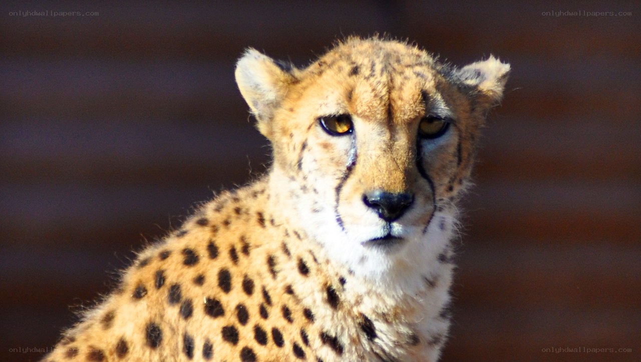 Cheetah in the Sunlight