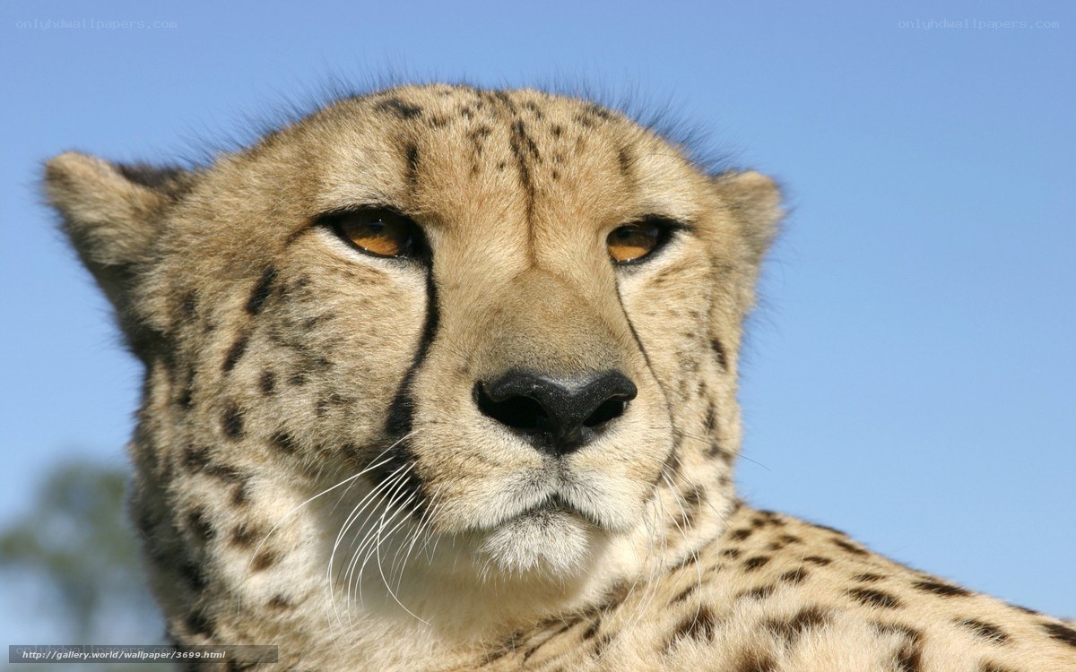 Cheetah in the Sunlight