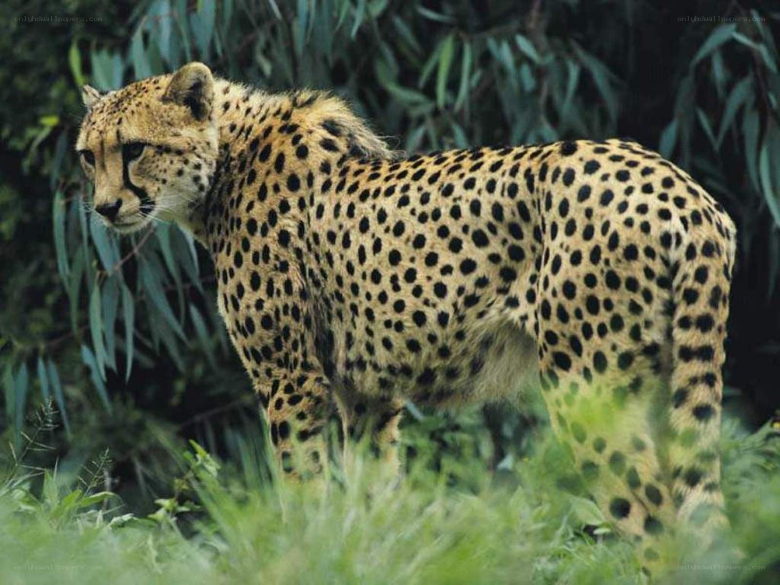 Cheetah in the wild