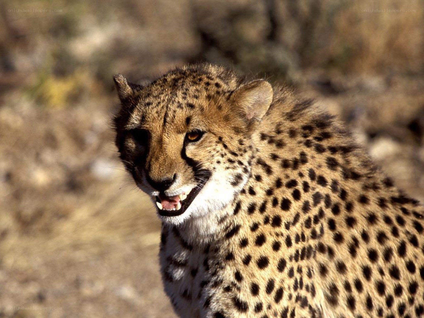 Cheetah in the wild