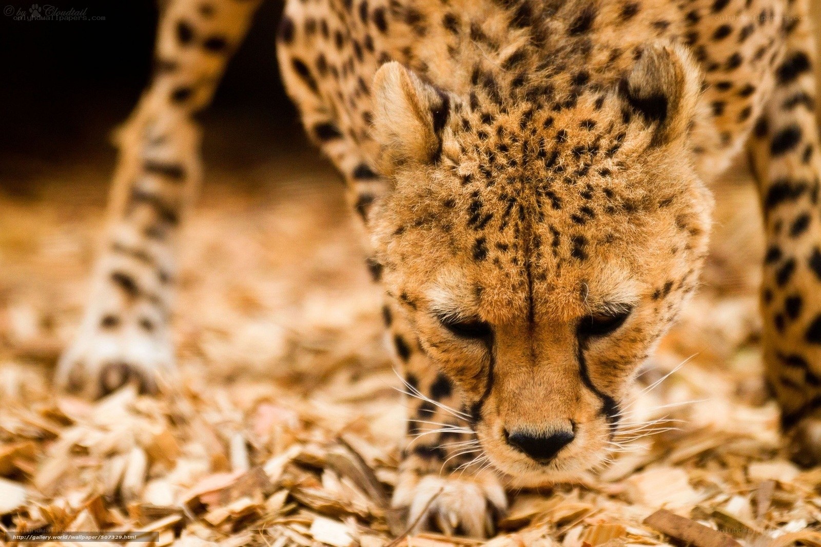 Cheetah in the wild