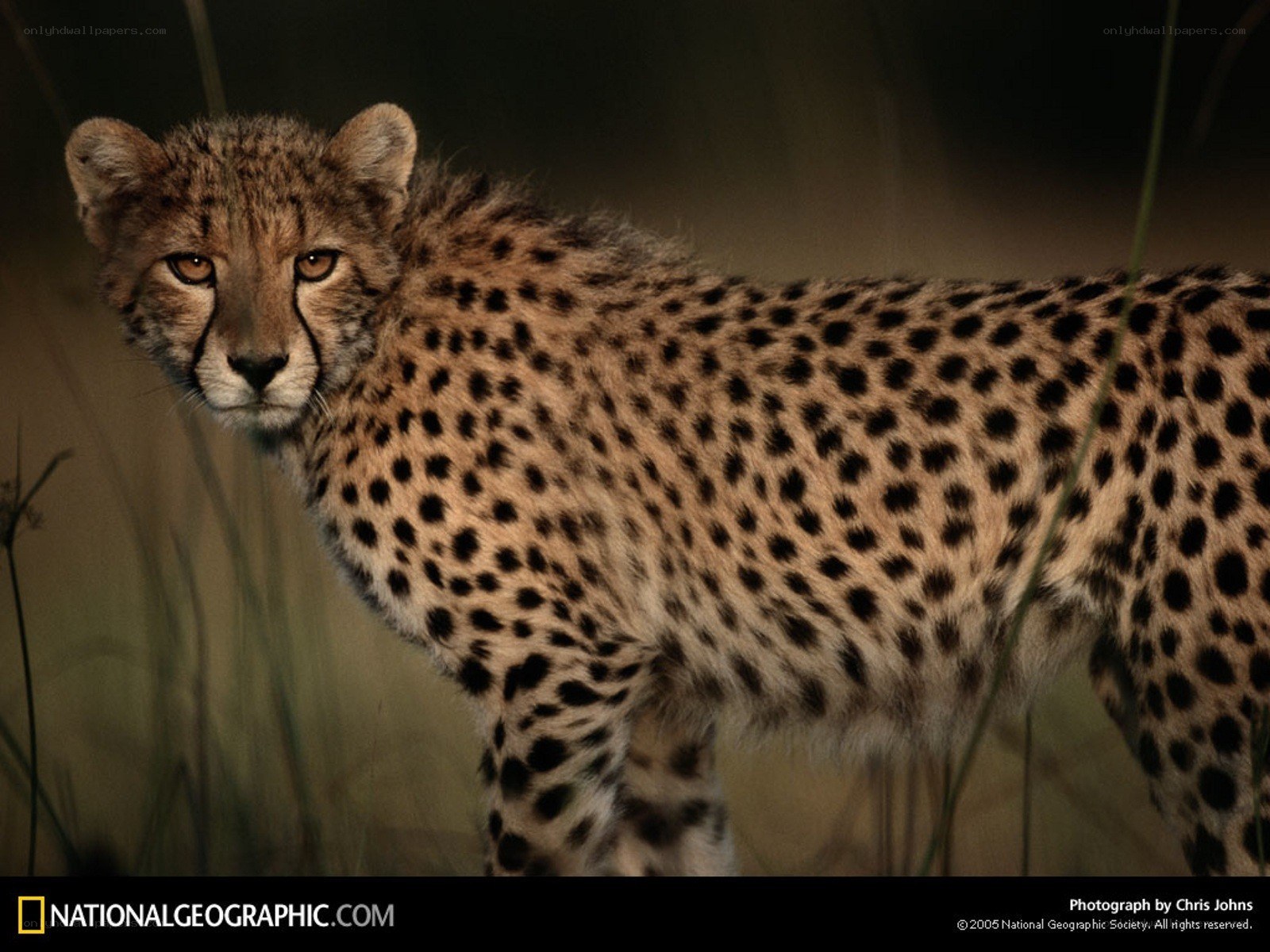 Cheetah in the wild