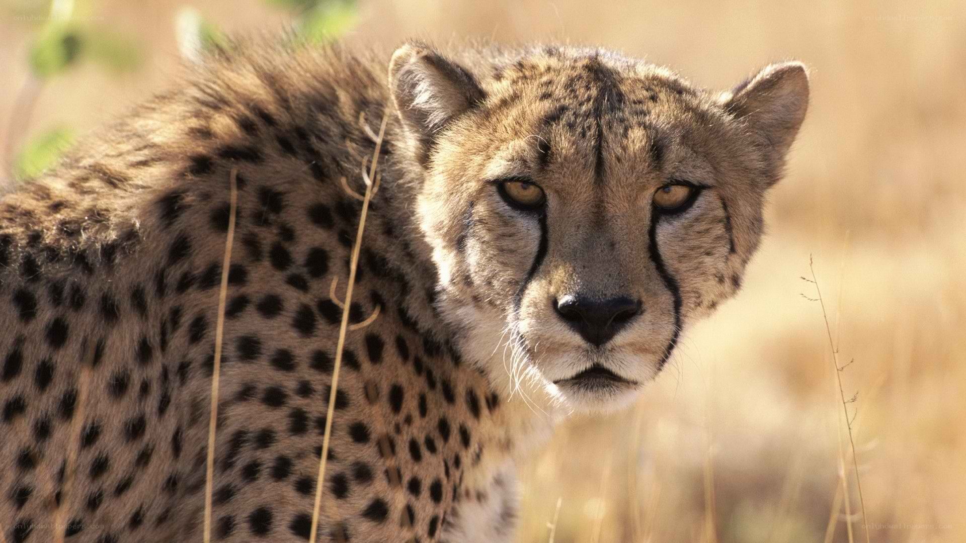 cheetah in the wild