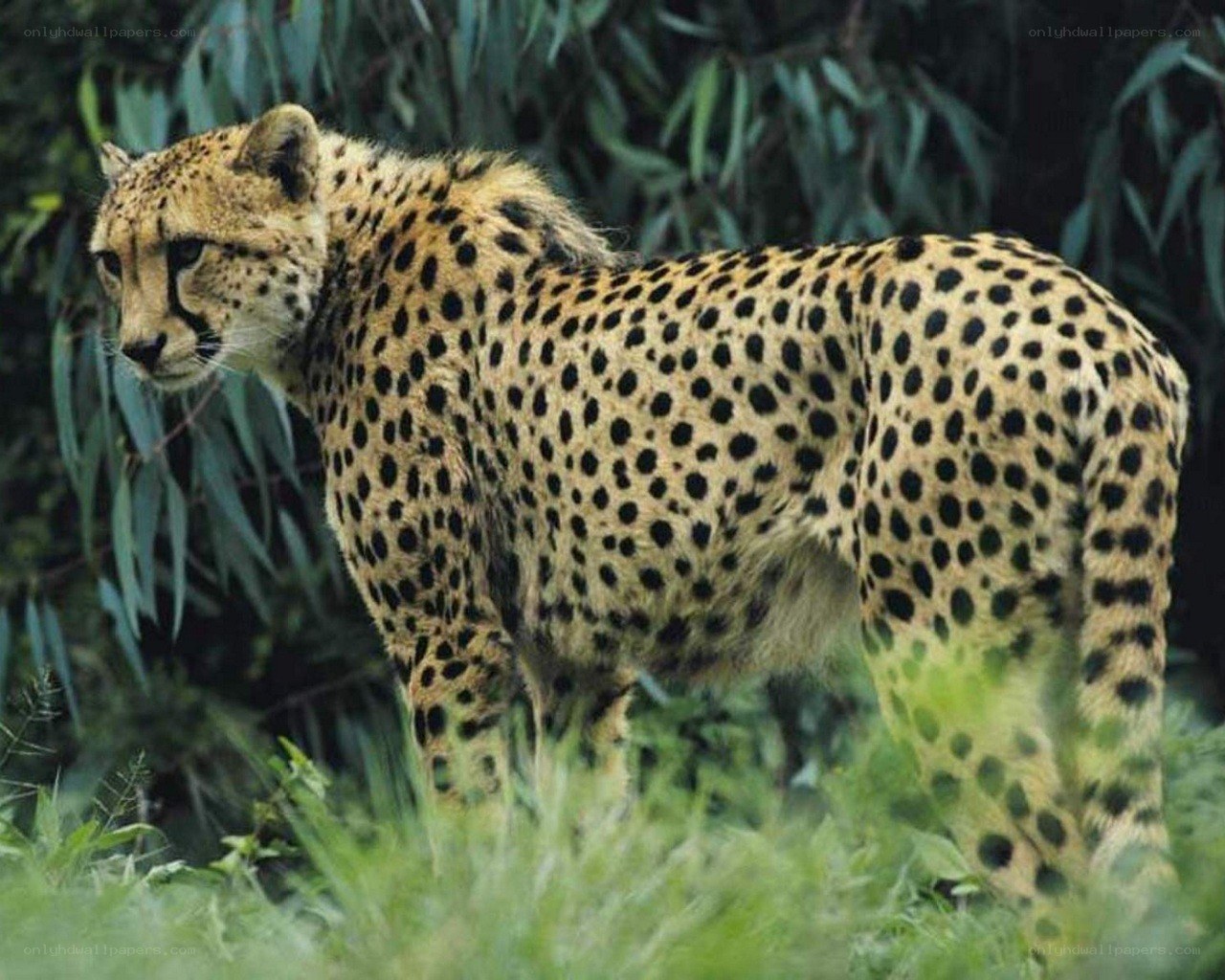 Cheetah in the wild
