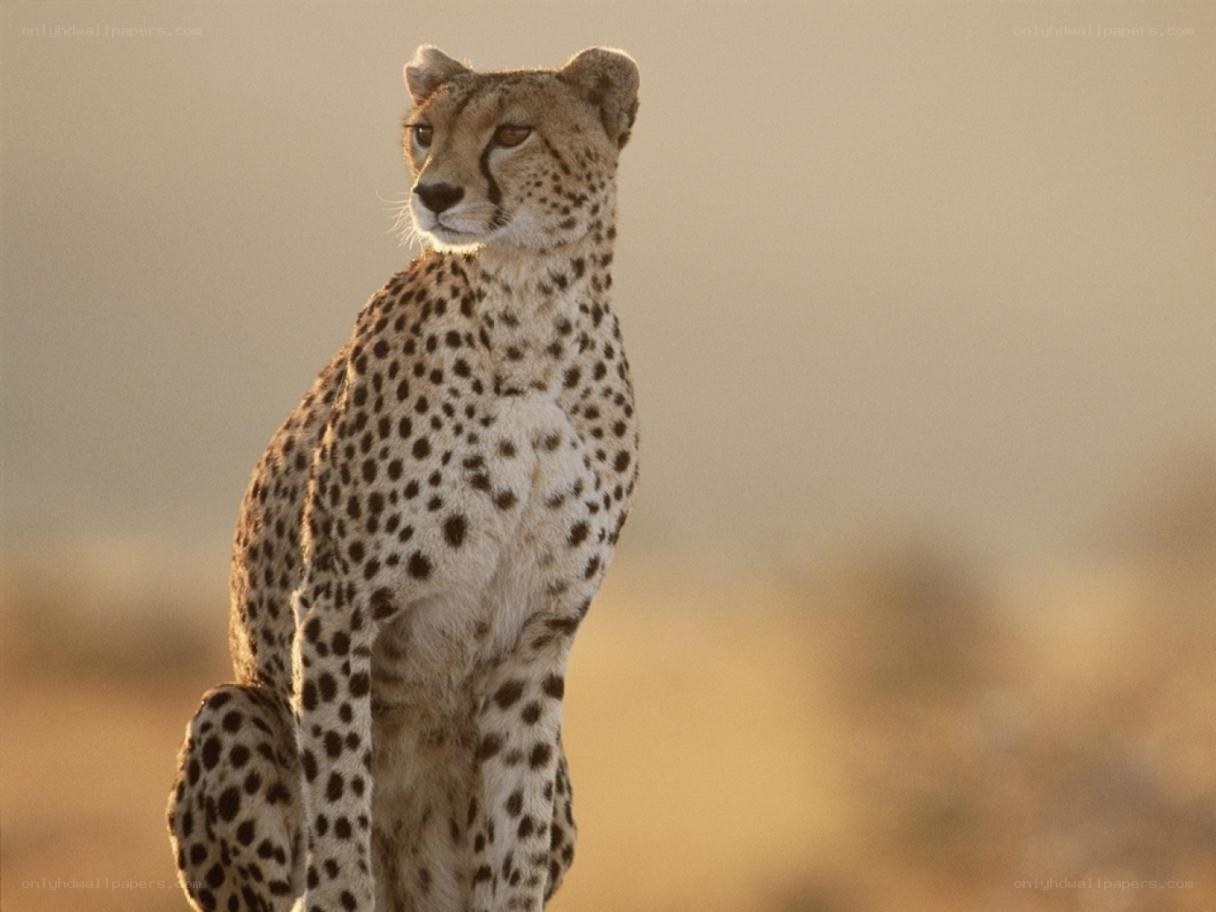 cheetah in the wild