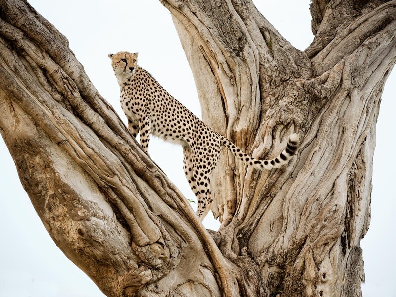 Cheetah in Tree