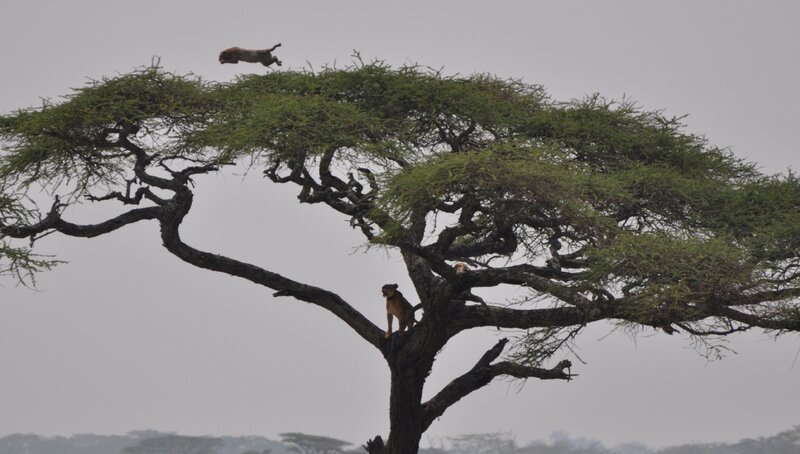 Cheetah Jumping in Tree
