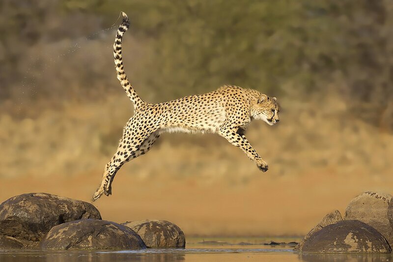 Cheetah Jumping over Water