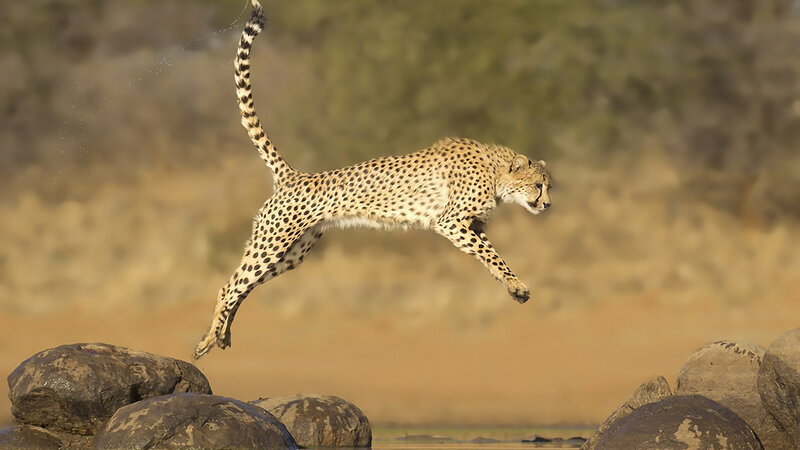 Cheetah Leaping over Rocks