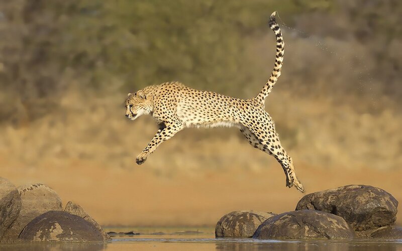 Cheetah Leaping over Water — Tan