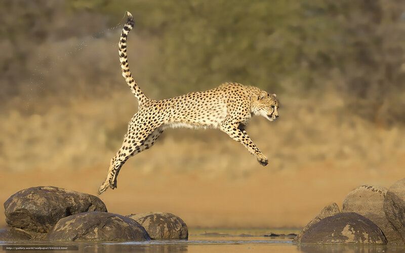 Cheetah leaping over water