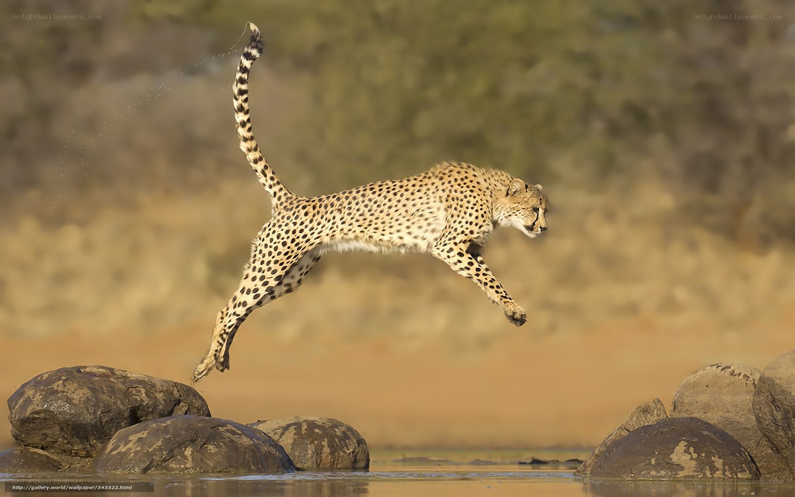Cheetah leaping over water