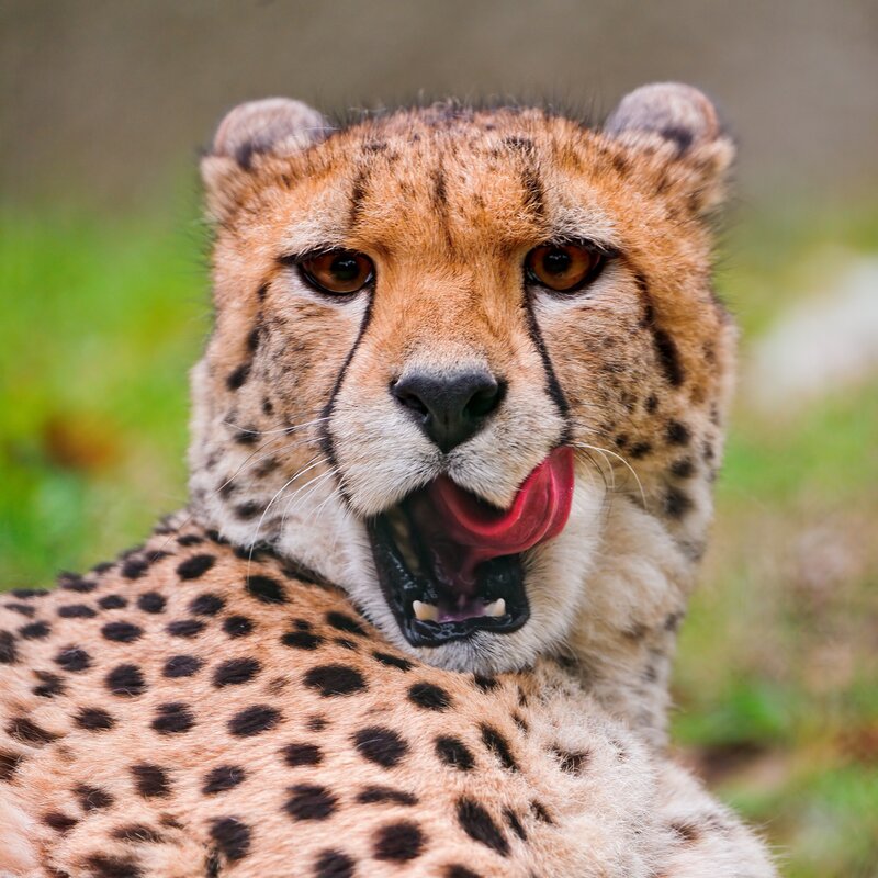 Cheetah licking its lips