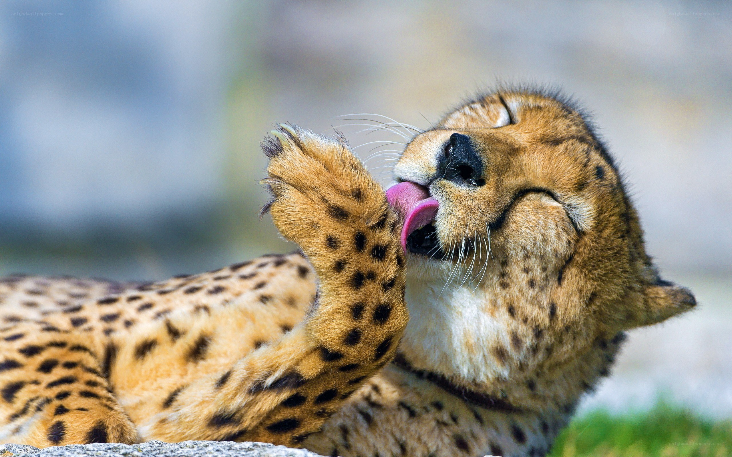 Cheetah licking its paw