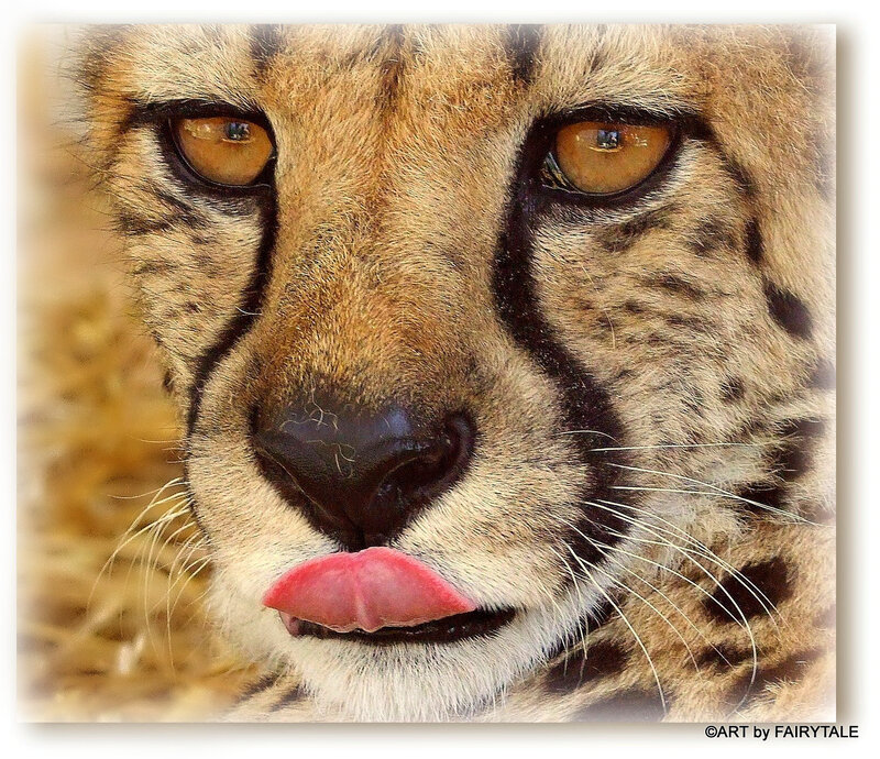 Cheetah Licking Lips
