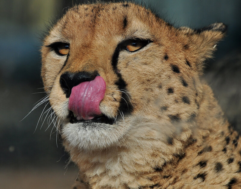 Cheetah Licking Nose