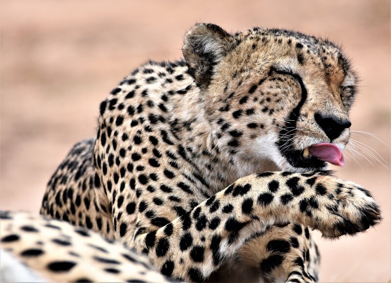 Cheetah Licking Paw — Tan