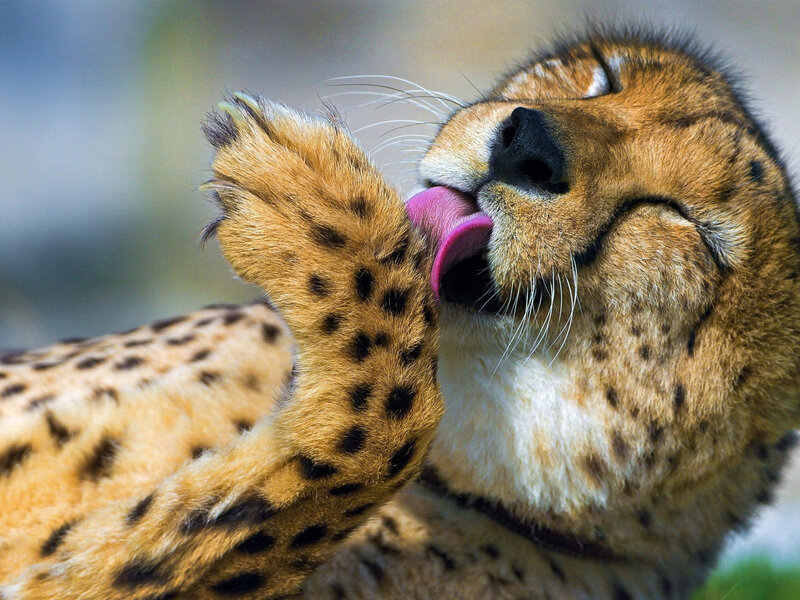 Cheetah Licking Paw