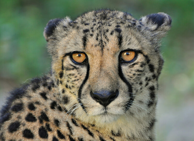 Cheetah Looking at Camera