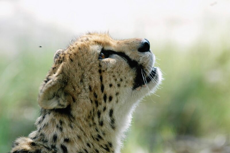 Cheetah Looking Up